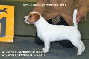 Benelux winner Mouts 2014 017 (3)