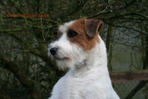 Oscar The Dutch Jacks 18-2-2016 029