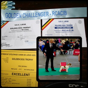 GOLDEN CHALLENGER - R.C.A.C.I.B.