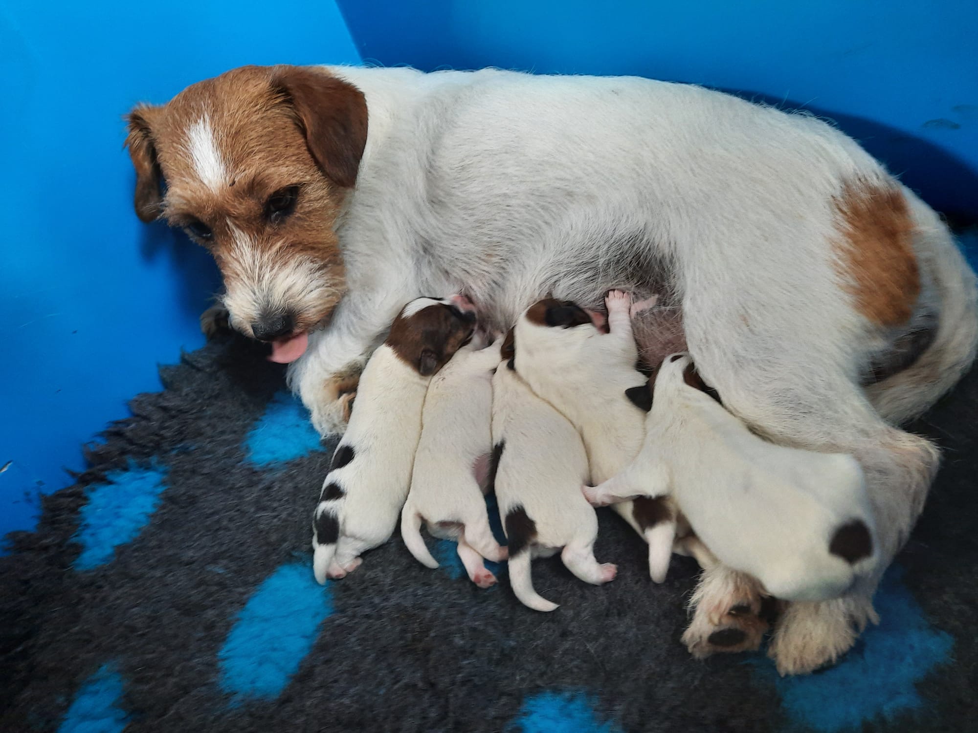 pups geboren comb. Ona The Dutch Jacks en Theunn The Dutch Jacks 