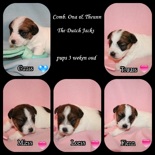 pups, 3 weken oud 